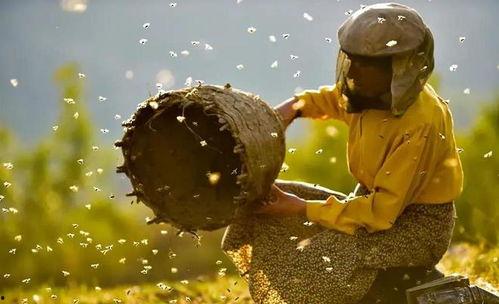 蜂蜜之地,探寻蜂蜜之地的神秘魅力