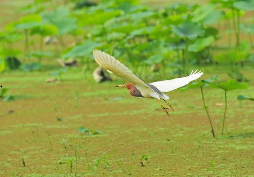 逐鹭渡天下,探寻自然之美与人生哲理的旅程