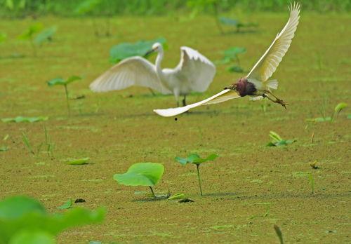 逐鹭渡天下,探寻自然之美与人生哲理的旅程