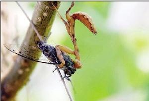 螳螂捕蝉,揭示自然界的生存智慧