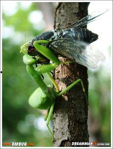 螳螂捕蝉,揭示自然界的生存智慧