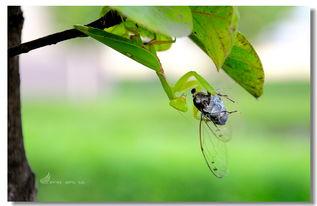 螳螂捕蝉,揭示自然界的生存智慧
