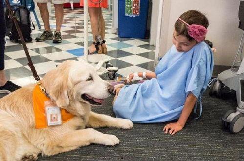 治疗犬,探索治疗犬的神奇疗愈力量